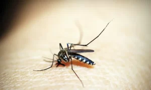Sesab confirma 30 mortes por dengue na Bahia este ano