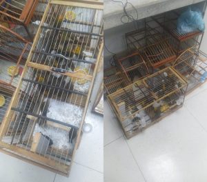 Homens tentam fugir de fiscalização e são detidos pela PRF por crime ambiental em Vitória da Conquista (BA)