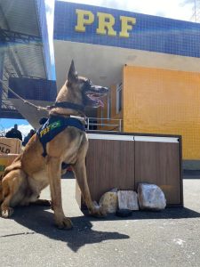 PRF intercepta ‘supermaconha’ em Vitória da Conquista; Veja vídeo