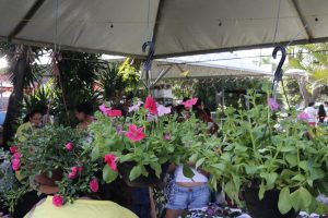 Feira de Flores de Holambra começa nesta quinta-feira, no Espaço Glauber Rocha
