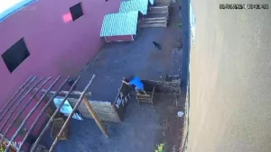 VÍDEO: Criança de 9 anos invade veterinária e mata brutalmente 23 animais no Paraná