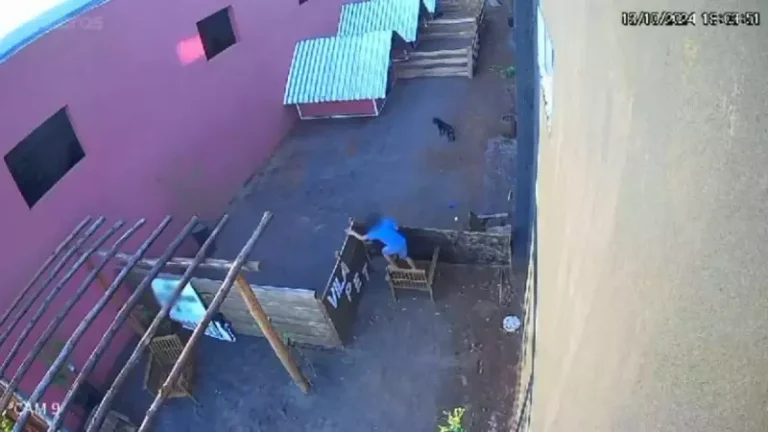 VÍDEO: Criança de 9 anos invade veterinária e mata brutalmente 23 animais no Paraná