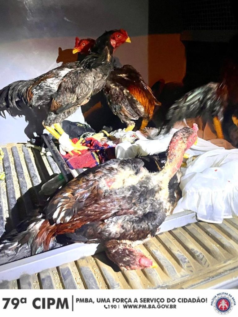 Polícia Militar desarticula esquema de rinha de galo e maus-tratos a animais em Poções