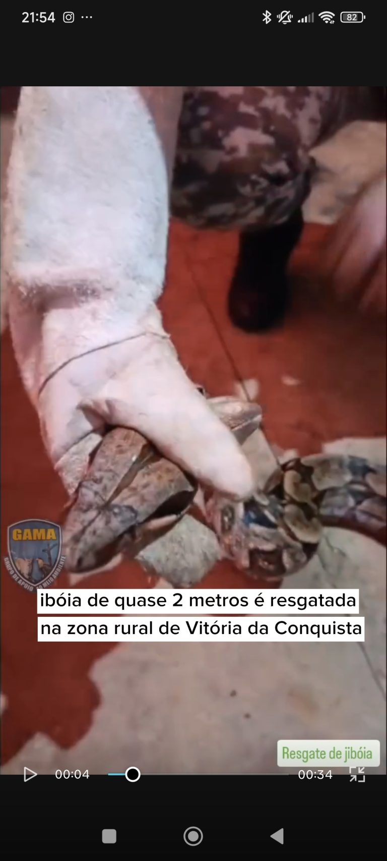 Jibóia de 2 metros é resgatada na zona rural de Conquista, veja vídeo