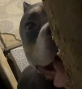 [VÍDEO] Pitbull solto assusta moradores no Jurema