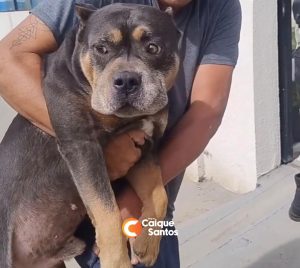 [VÍDEO] Cão que assustou moradores no Jurema é resgatado e entregue ao dono