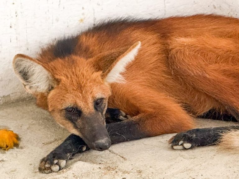 Cetas de Vitória da Conquista prepara soltura de lobo-guará resgatado em sítio na zona urbana