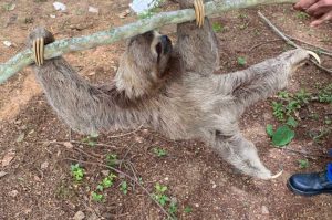 Guarda Municipal resgata bicho-preguiça na zona rural de Vitória da Conquista