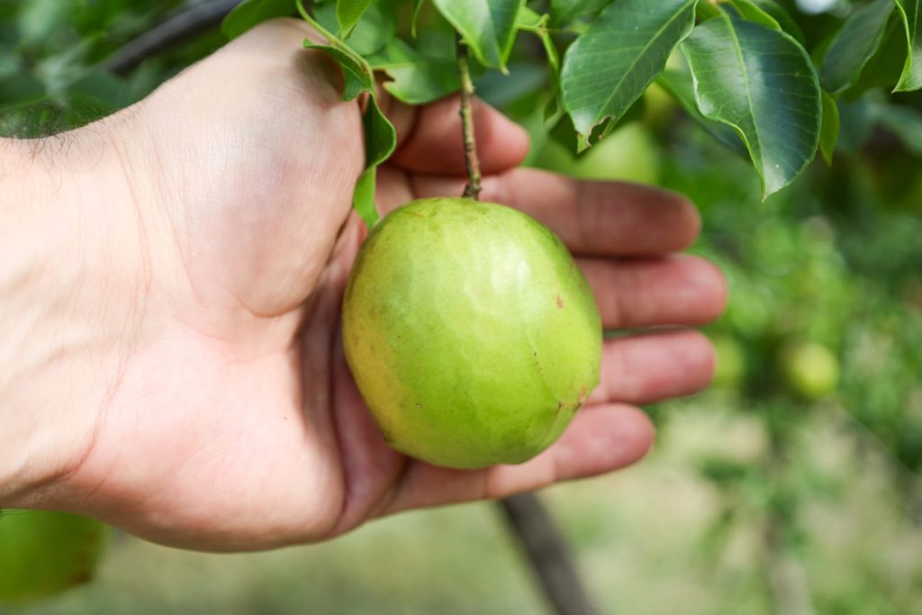 Expansão da produção do umbu gigante é tema de encontro com produtores rurais em Vitória da Conquista