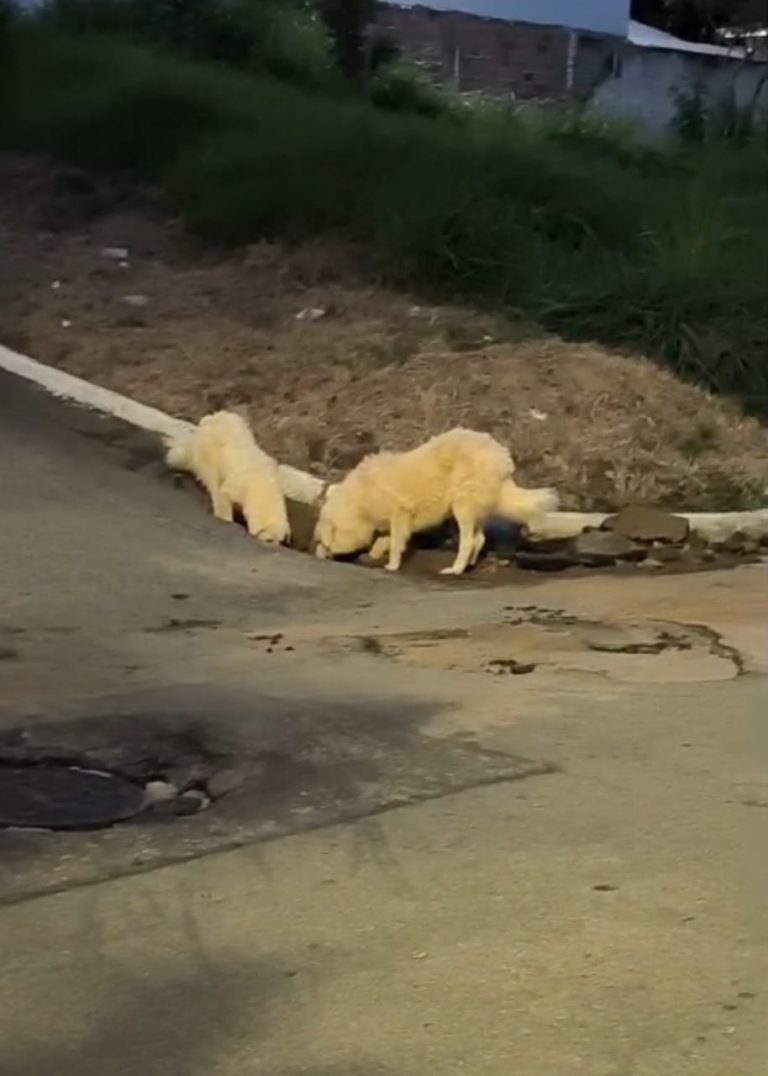 Ataque de cães na Rua Genésio Porto deixa uma pessoa ferida
