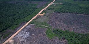 Alertas de desmatamento despencam 35% na Amazônia e 6% no Cerrado, aponta Inpe
