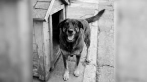 O Caso do Cão Orelha e os Limites da Exposição de Menores e da Liberdade de Expressão