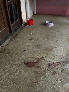 Homem é preso após matar cachorro a facadas, ameaçar familiares e policiais