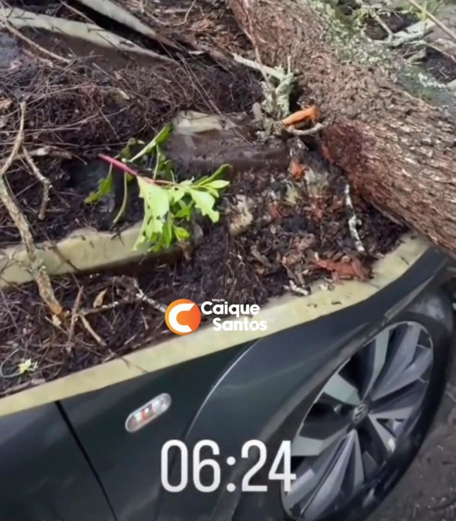 Queda de árvore danifica diversos carros em condomínio no Candeias em Vitória da Conquista