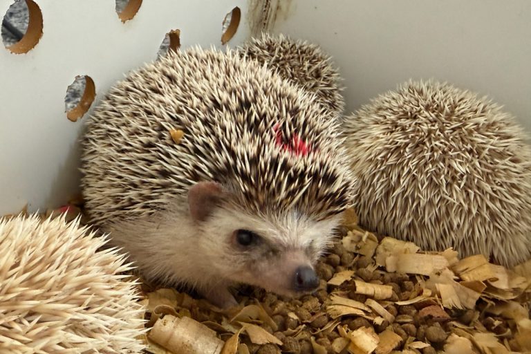 Cetas recebe ouriços pigmeus africanos apreendidos pela Polícia Rodoviária Federal no município de Poções