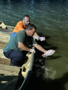 Prefeitura transfere tilápias da Praça Tancredo Neves para a Lagoa das Bateias e esclarece situação dos lagos
