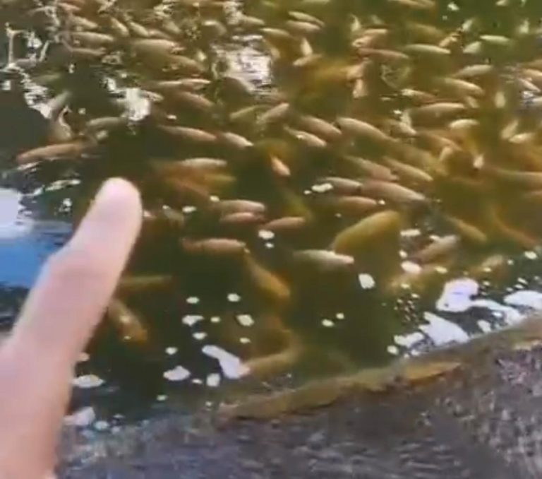 Vídeo com situação dos peixes da Tancredo Neves repercute e Prefeitura lança nota sobre o assunto