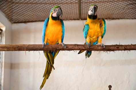 Aves recebidas pelo Cetas de Vitória da Conquista após encaminhamento de Maceió