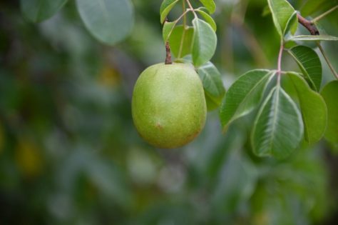 Umbu gigante em árvore na Fazenda Experimental Pedra Mole
