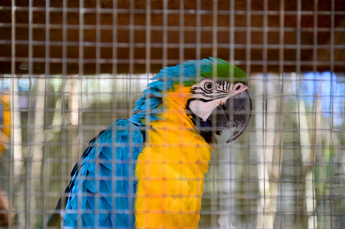 Arara-canindé resgatada em Vitória da Conquista e encaminhada ao Cetas