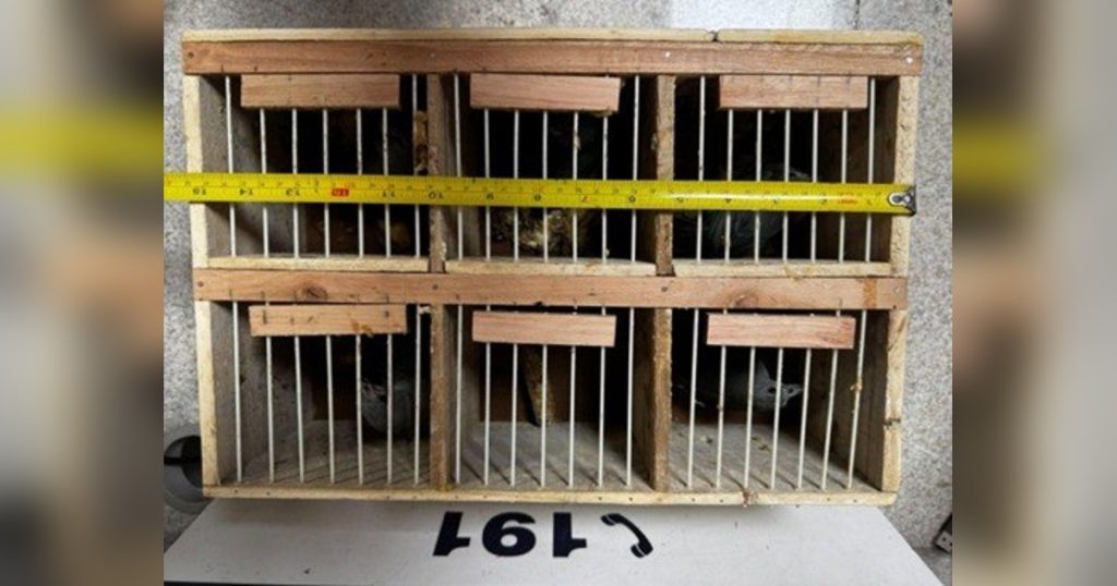 Estrutura de madeira com aves em pequenos compartimentos, com uma trena na horizontal