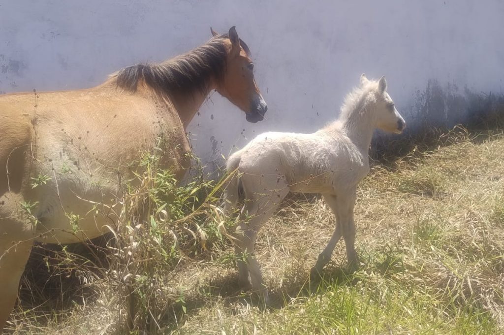 Potro e égua resgatados pelo Grupo Gama no bairro Recreio